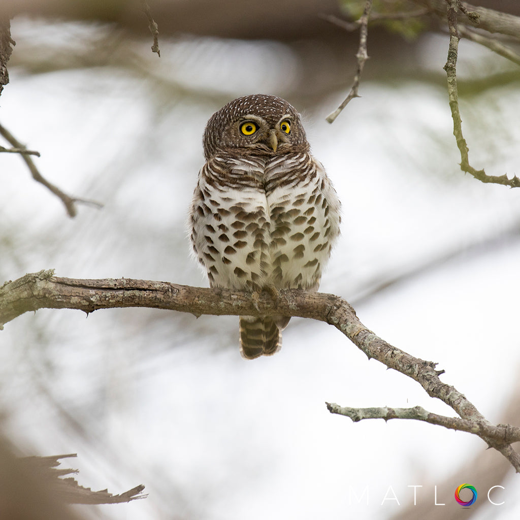 African Barred Owlet