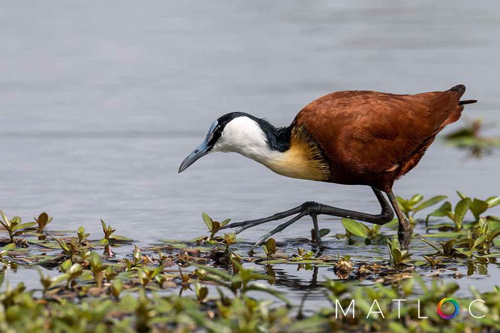 African Jacana