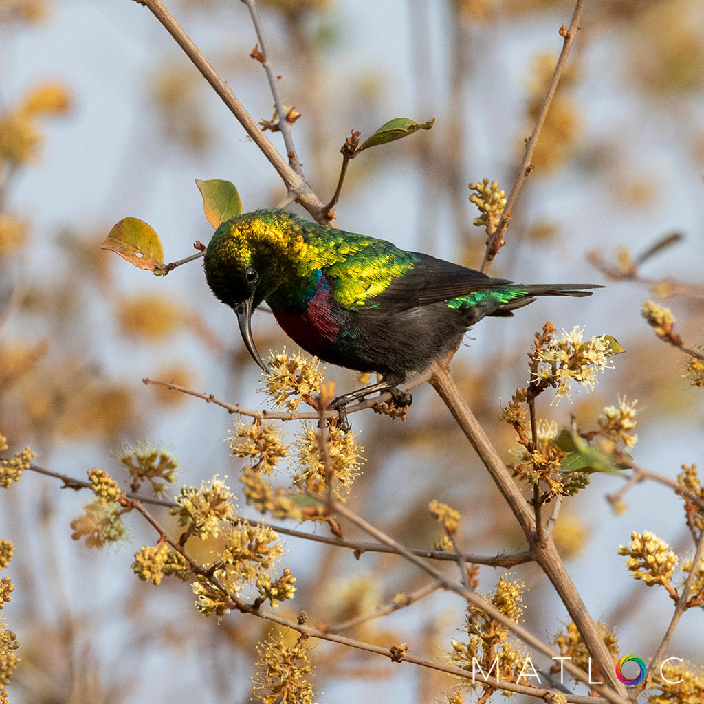 Amathyst Sunbird