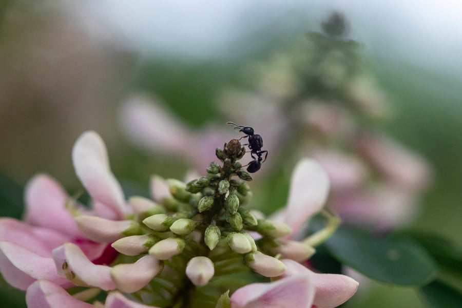 Ant on a Flower