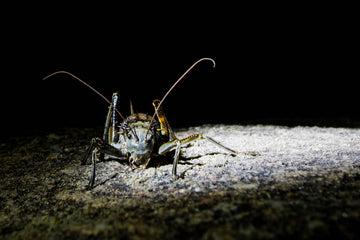 Armored Cricket at Night