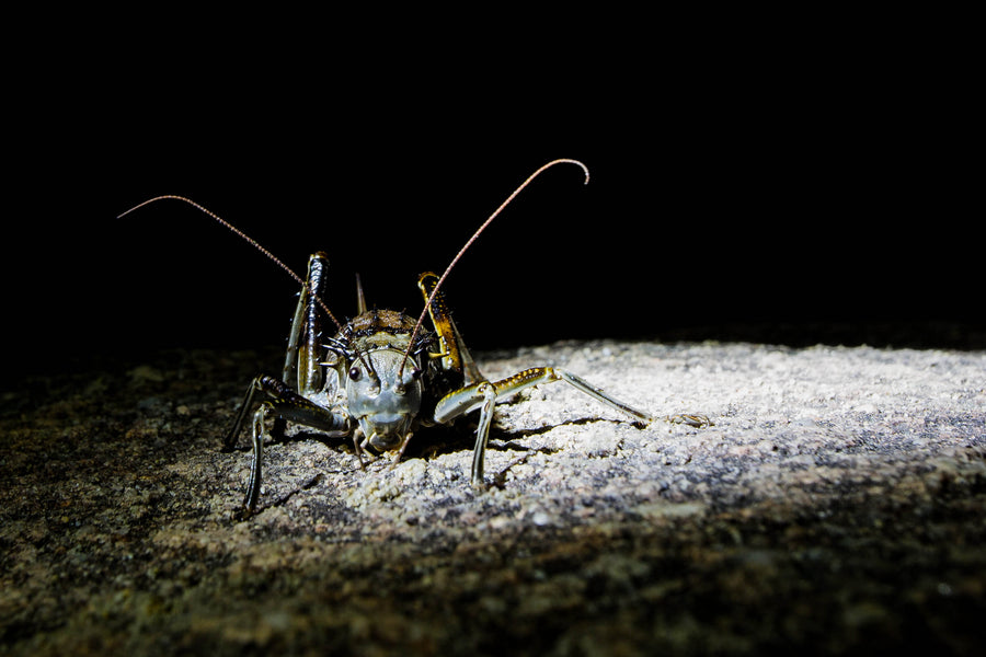 Armored Cricket at Night