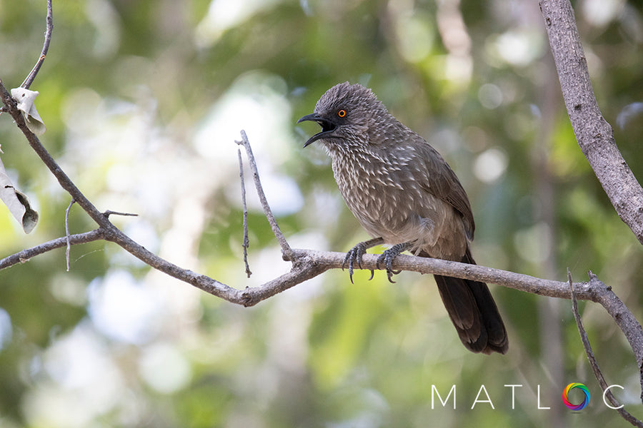 Arrow-marked Babbler