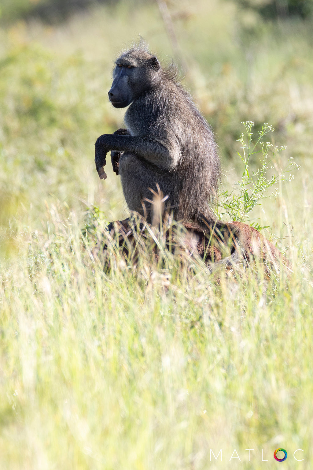 Baboon Sentry