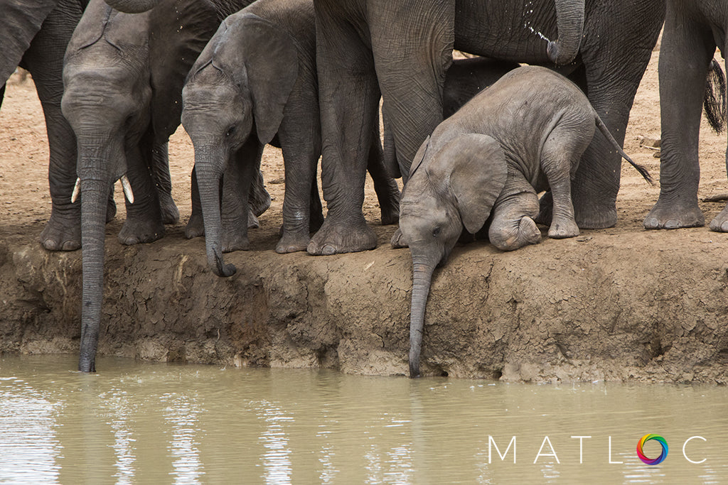 Baby Elephant Drinking Troubles