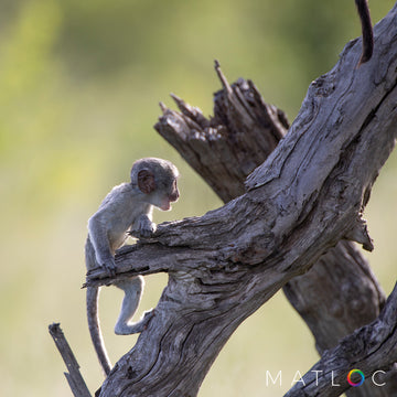 Baby Vervet Climbing