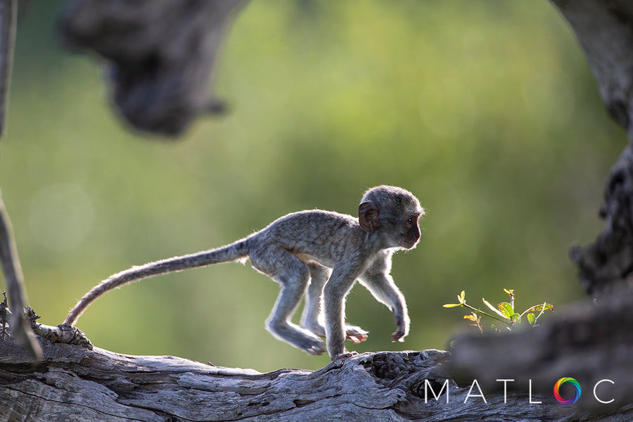 Baby Vervet Running