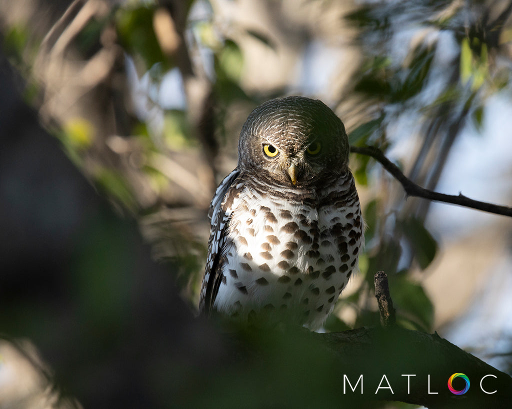 Barred Owlet Half Light