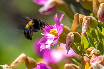 Bee Collecting Pollen