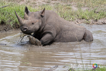 Black Rhino Bath