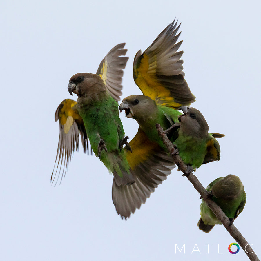 Brown Headed Parrots