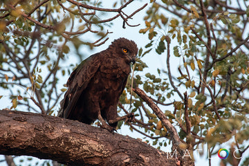 Brown Snake Eagle