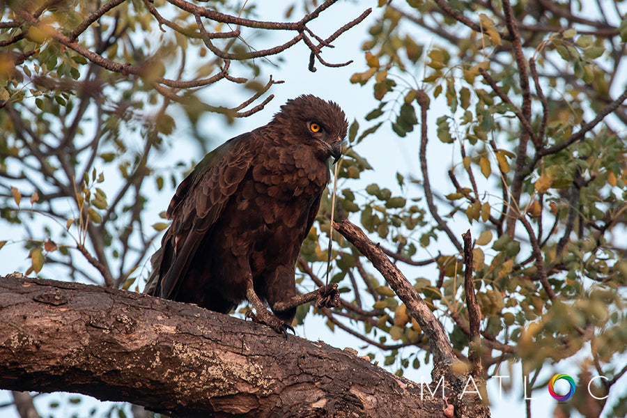 Brown Snake Eagle