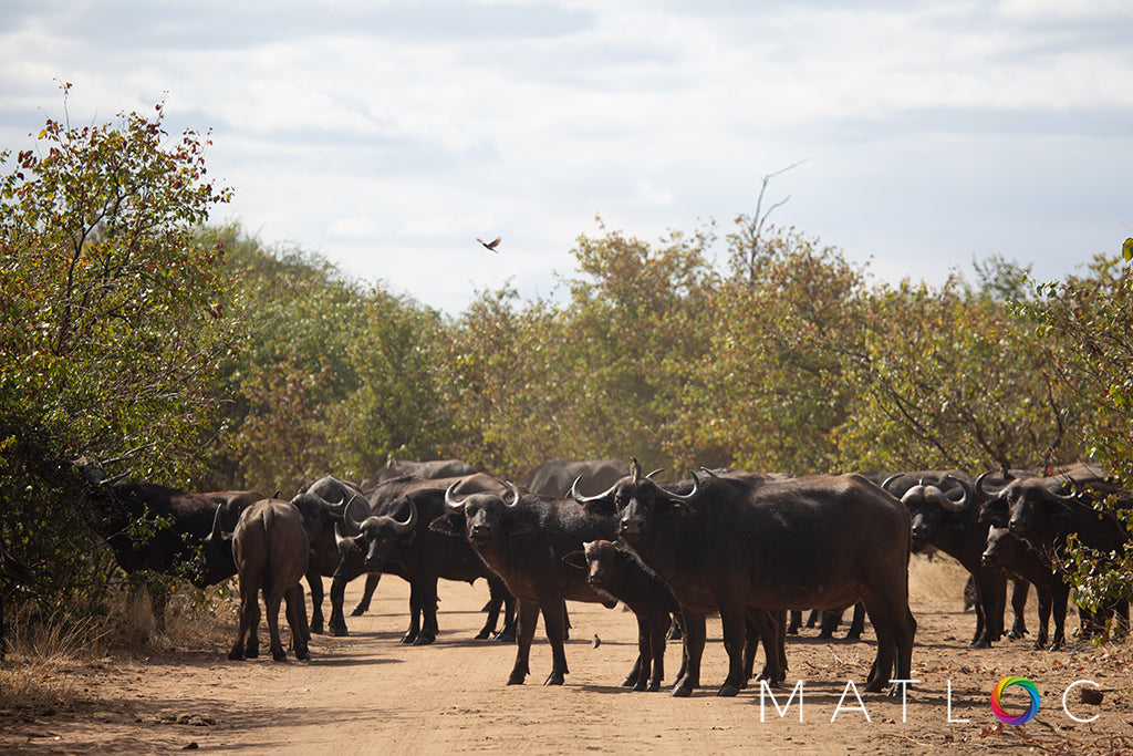 Buffalo Blockade