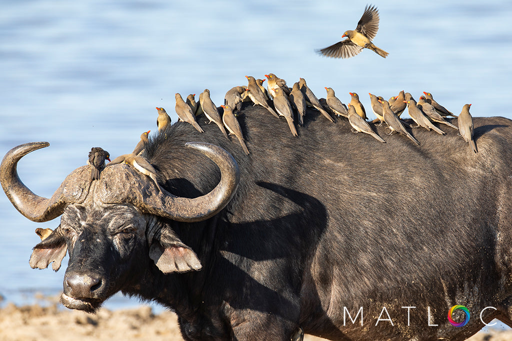 Buffalo and Oxpeckers