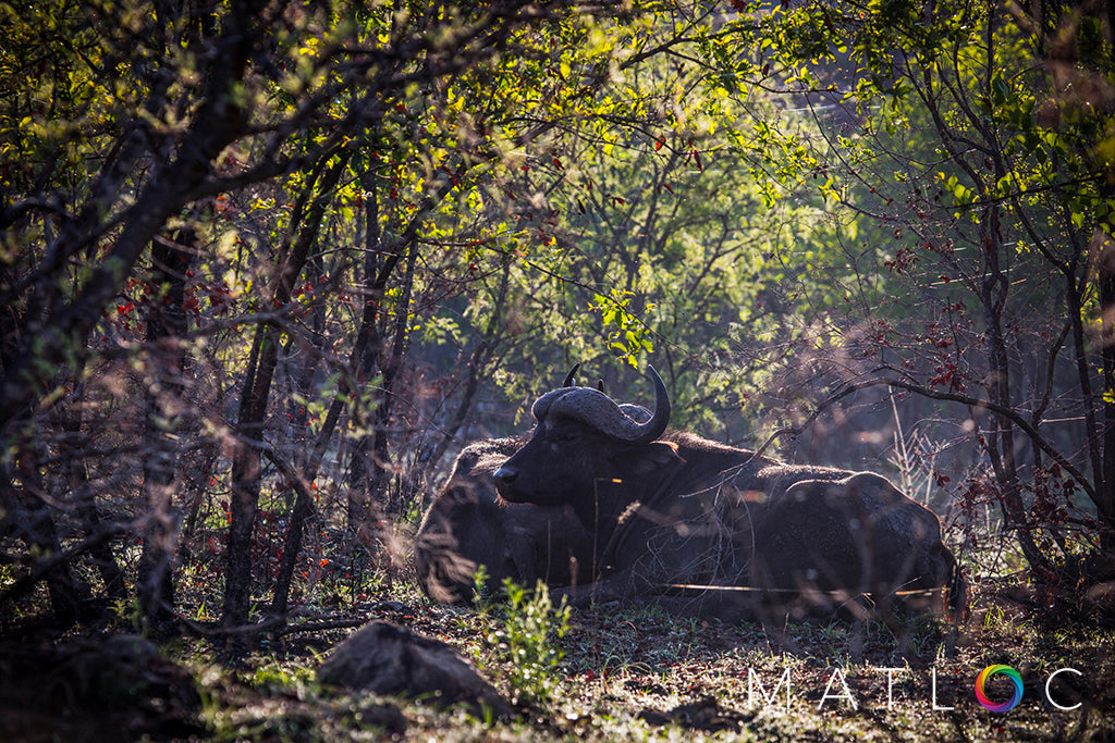 Buffalo in the Bush