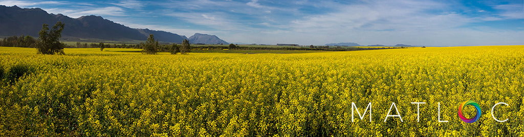 Canola Field