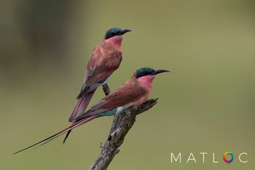 Carmine Bee Eaters