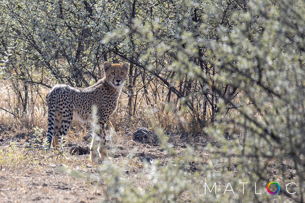 Cheetah