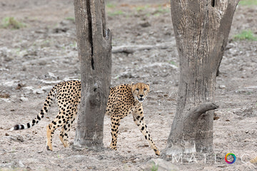 Cheetah Behind Trees