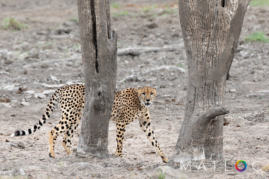 Cheetah Behind Trees