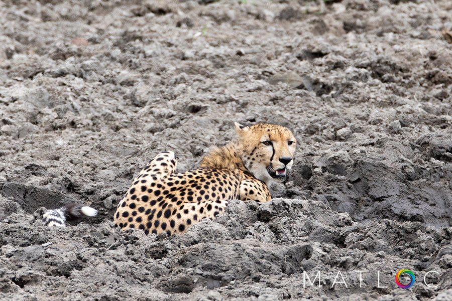 Cheetah in a Bog