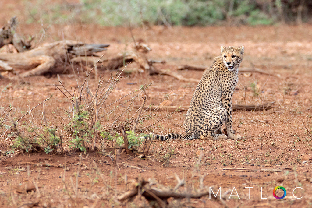 Cheetah in the Field