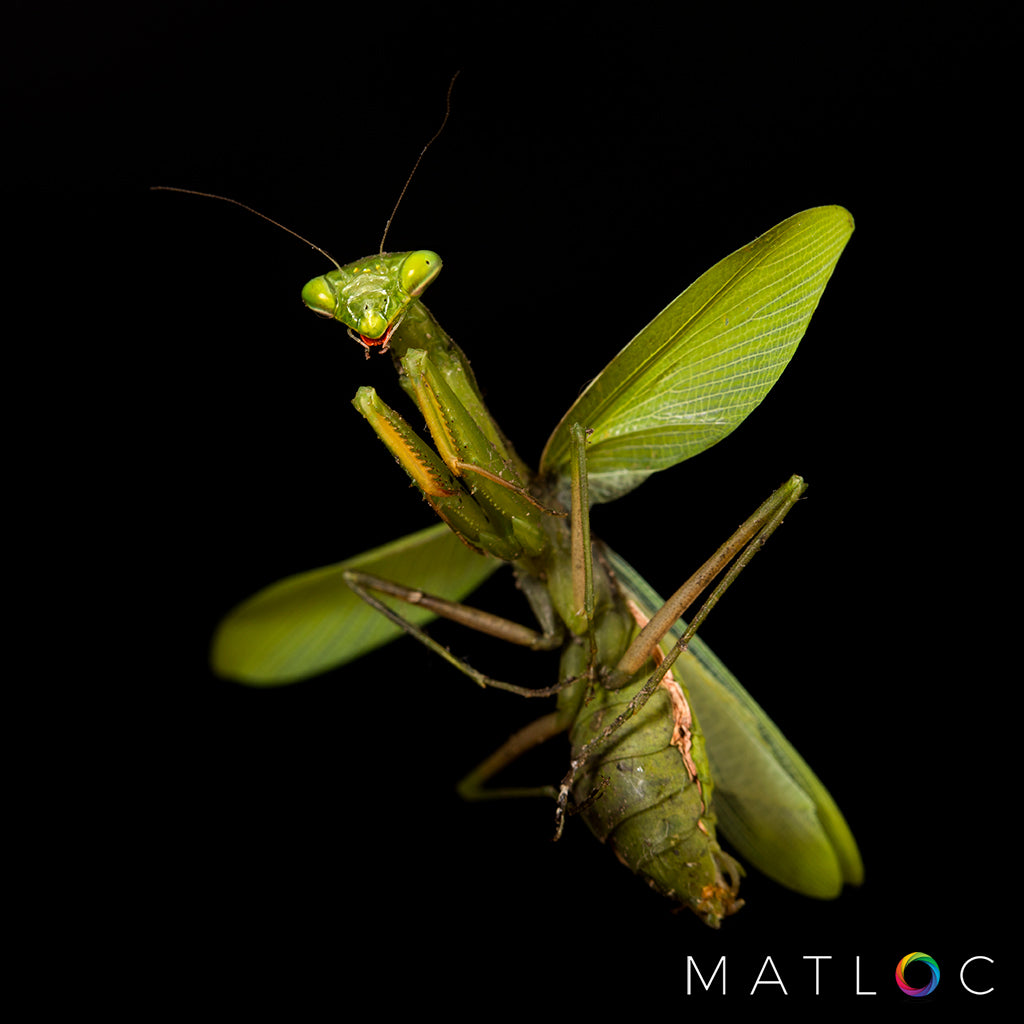 Common Green Mantis