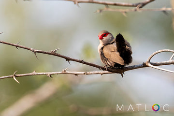 Common Waxbill