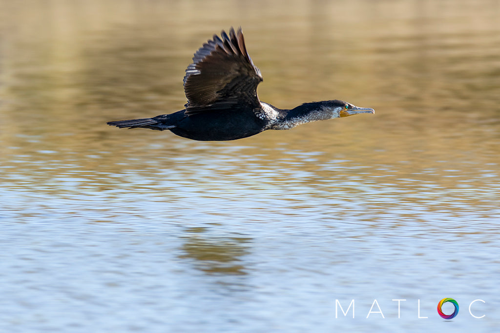 Cormorant Flying