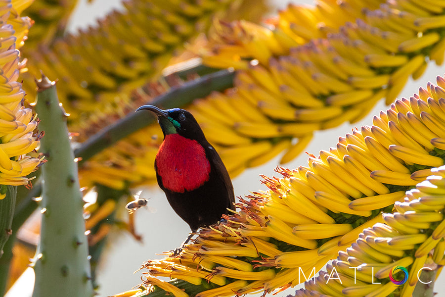 Crimson-chested Sunbird