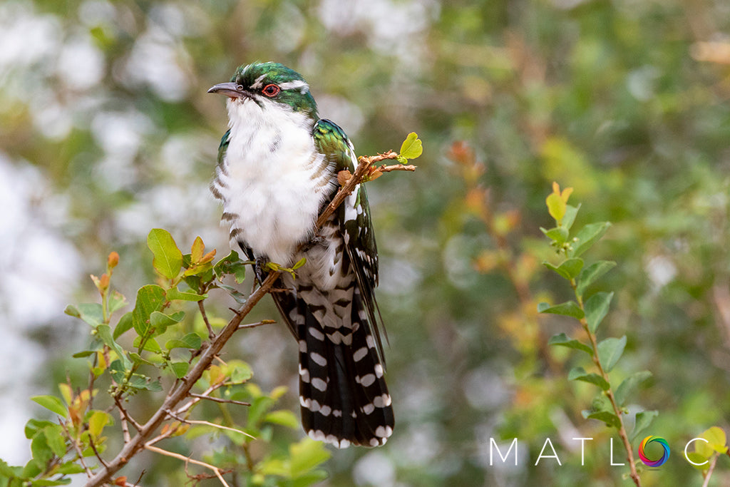 Diederik Cuckoo