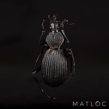 Detailed Beetle