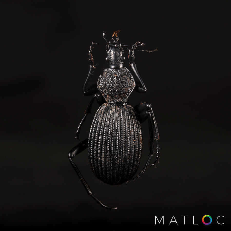 Detailed Beetle