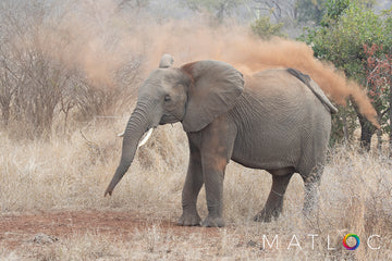 Dust Bath