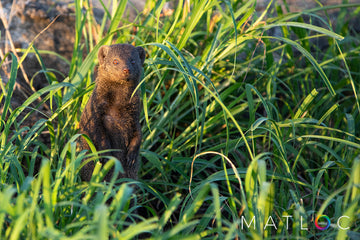 Dwarf Mongoose