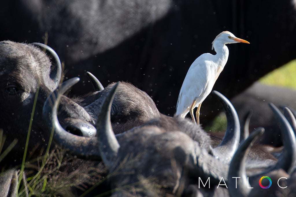 Egret Amongst Buffalo