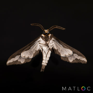 Elegant Moth