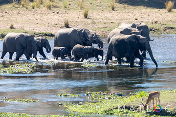 Elephant Crossing