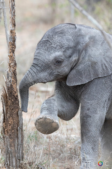 Elephant Cuteness