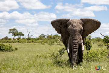 Elephant Landscape