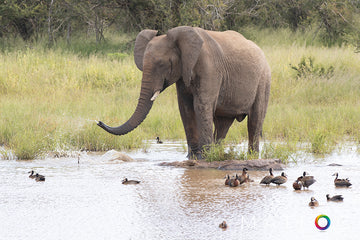 Elephant Spray