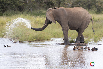 Elephant Spraying Water