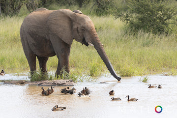 Elephant by the Water