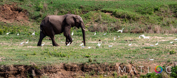 Elephant and Egrets