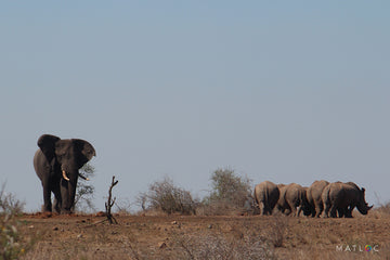 Elephant and Rhinos