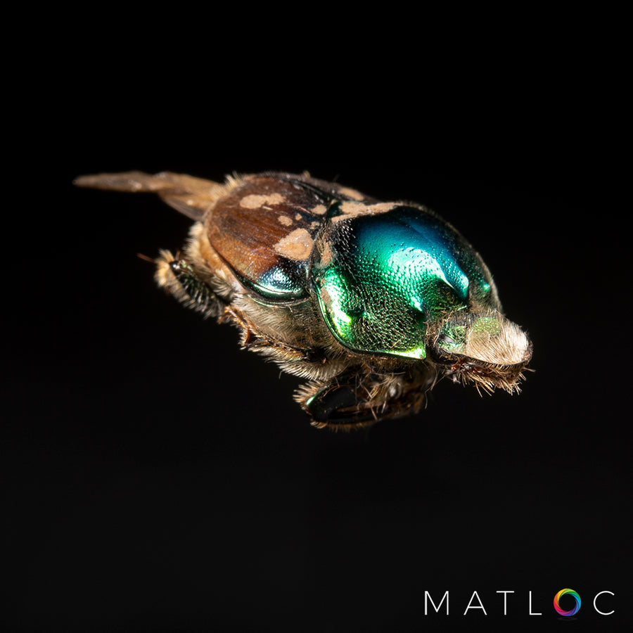 Emerald Beetle