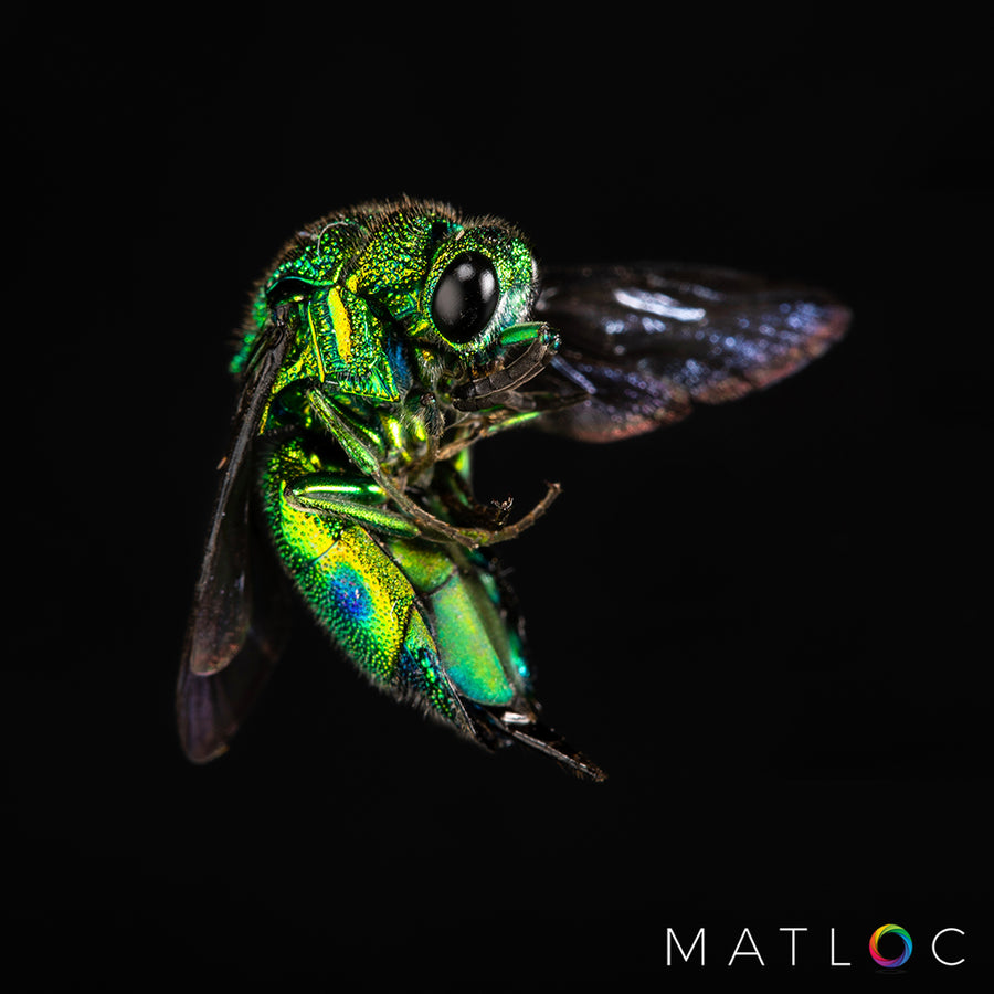 Emerald Cuckoo Wasp