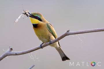 European Bee Eater with its Catch