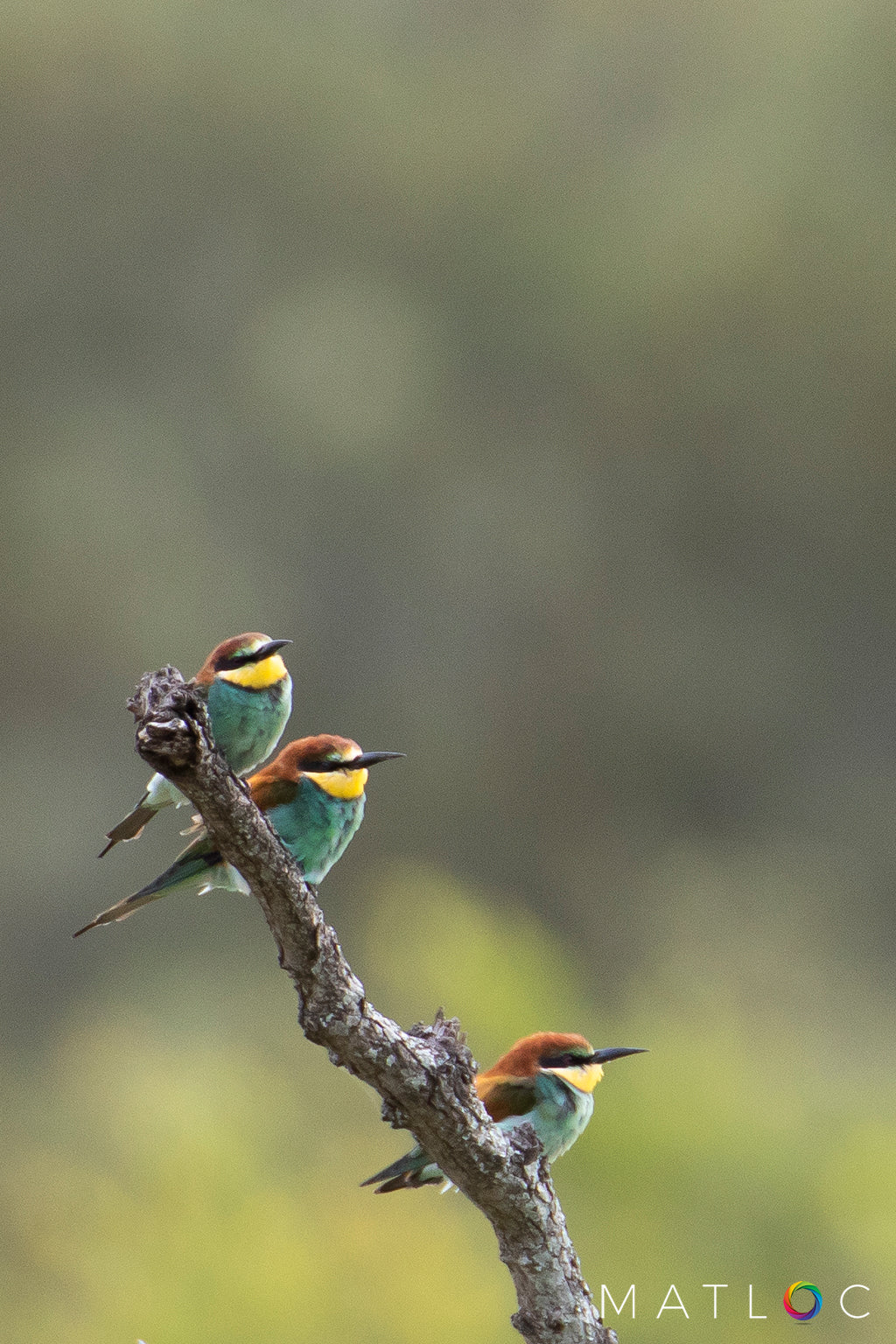 European Bee Eaters